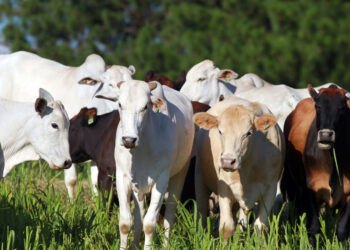 CRA pode facilitar exportação de miúdos bovinos