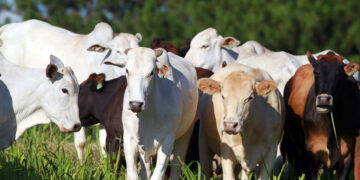 CRA pode facilitar exportação de miúdos bovinos