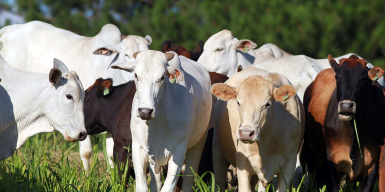 CRA pode facilitar exportação de miúdos bovinos