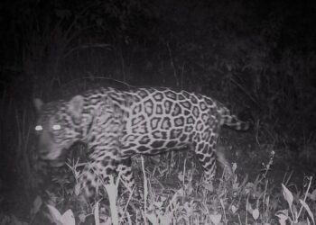 Campo Grande recebe evento sobre conservação de animais silvestres