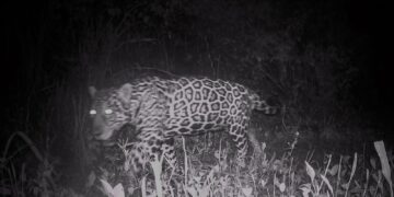 Campo Grande recebe evento sobre conservação de animais silvestres