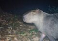 Capivara é agredida na zona norte do Rio e autores são presos