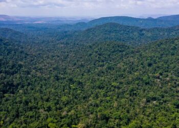 Desmatamento no Amazonas caiu 32% entre agosto e fevereiro deste ano