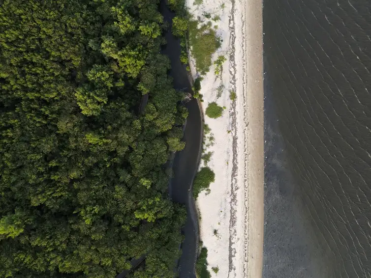 Magé (RJ), 15/10/2024 - Área de manguezal, recuperada após desastre ambiental, no Parque Natural Municipal Barão de Mauá, na margem da Baía de Guanabara. Foto: Fernando Frazão/Agência Brasil