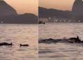 Golfinhos encantam banhistas no Rio e indicam boas condições de praia