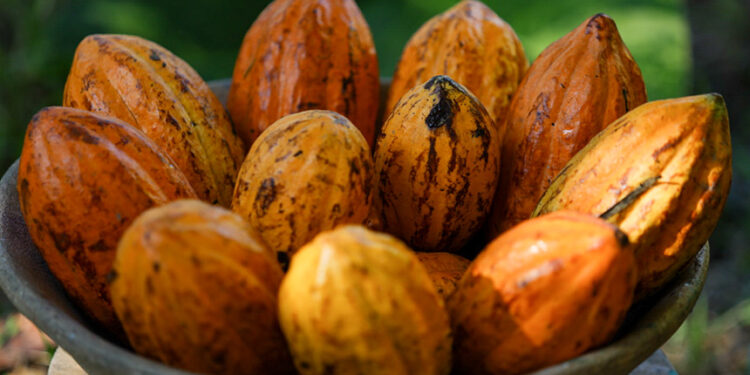 Importadores de cacau têm prazo menor para benefício fiscal após MP