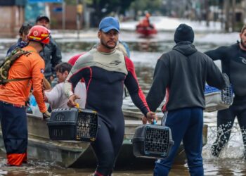 Lei cria Política de Acolhimento para animais resgatados em desastres