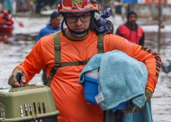 Lula sanciona lei para proteção de animais afetados por desastres