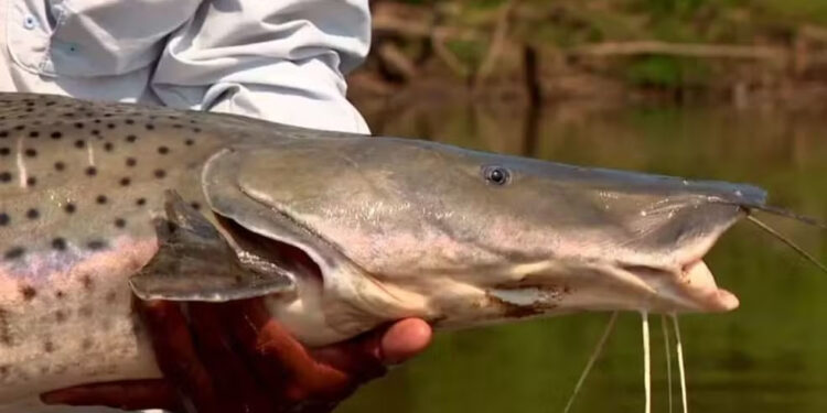 COP15: Pintado pode entrar em lista global de proteção