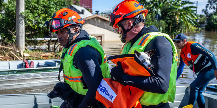 Política de proteção a animais resgatados em desastres agora é lei