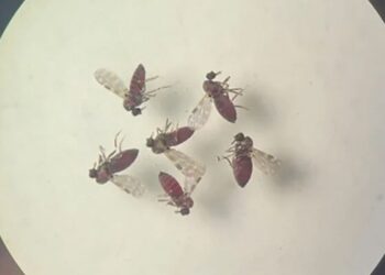 Subnotificados, casos de Oropouche atingem 2% da população brasileira