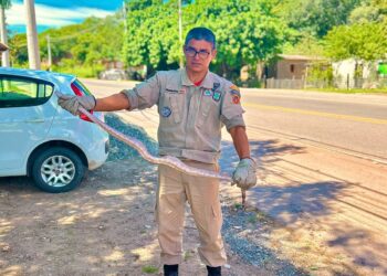 Jiboia é capturada em garagem no anel viário de Corumbá