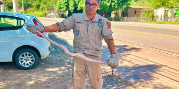Jiboia é capturada em garagem no anel viário de Corumbá