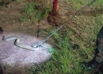 Duas cascavéis são capturadas em áreas residenciais de Nova Andradina