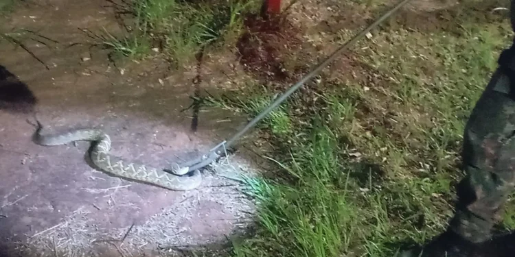 Duas cascavéis são capturadas em áreas residenciais de Nova Andradina