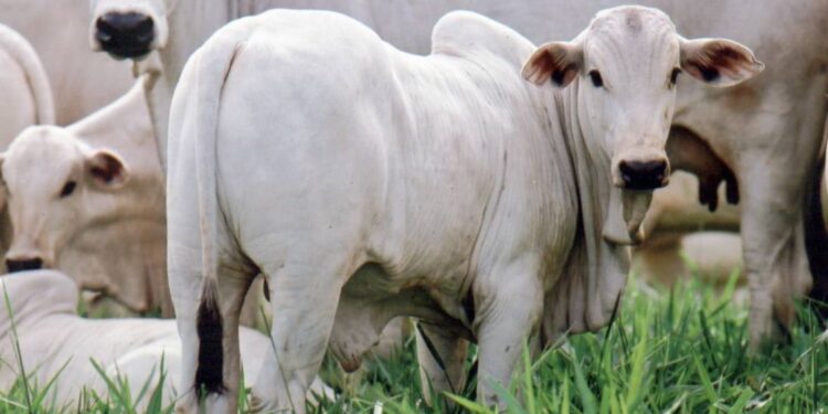 Queda na arroba da vaca gorda em Dourados