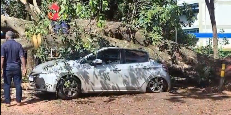 Queda de árvore danifica veículos na UFMS