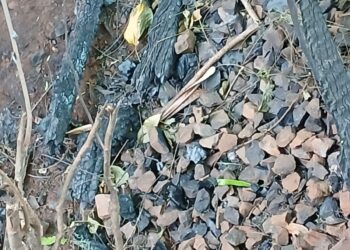 Ossada humana é localizada em Campo Grande