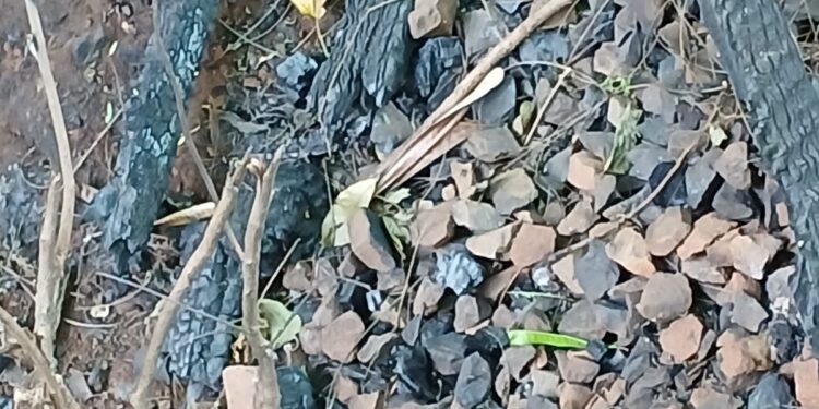 Ossada humana é localizada em Campo Grande