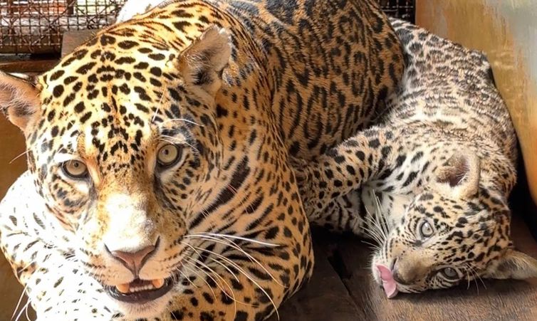 Bioparque Vale Amazônia/Divulgação Parauapebas (PA, 04/04/2026 - Nascida em dezembro no BioParque Vale Amazônia, onça-pintada recebe o nome de Xingu. Foto: Bioparque Vale Amazônia/Divulgação