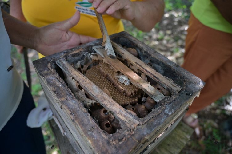Paraupebas - Pará -  19/04/2026 - Criação de abelhas da Associação Filhas do Mel da Amazônia (AFMA). Foto: Washington Alves/ Ligth Press