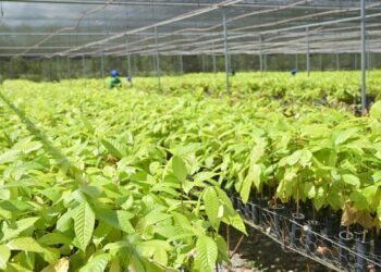 Bioeconomia em áreas degradadas cria produção sustentável no Pará