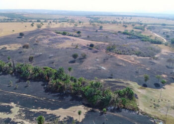 MPMS acompanha recuperação ambiental em área atingida