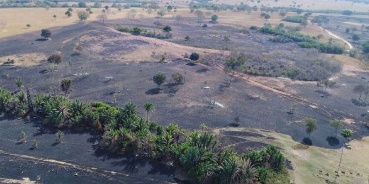 MPMS acompanha recuperação ambiental em área atingida