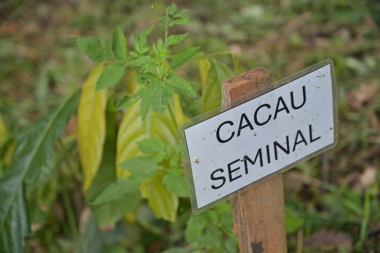 Fazenda-laboratório da Belterra Agroflorestas, no Pará. Foto: Washington Alves/Light Press