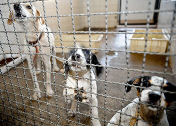 Denúncias de maus-tratos a animais poderá ter sistema nacional