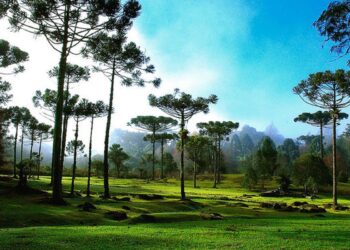 Em SC, safra do pinhão deve cair; dez mil famílias podem ser afetadas