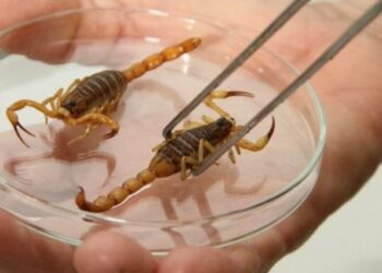 Perigo em casa: como prevenir escorpiões e picadas