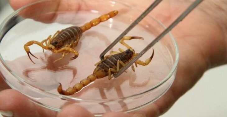 Perigo em casa: como prevenir escorpiões e picadas