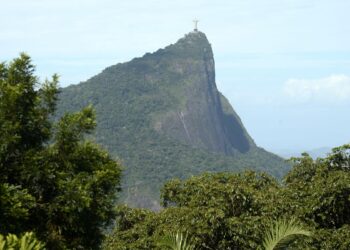 Estudo mostra o impacto das jaqueiras na Mata Atlântica