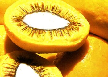 Evento da Embrapa aproxima ciência, inovação e produção de alimentos