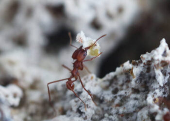 Invasão de formigas-de-fogo preocupa especialistas no país