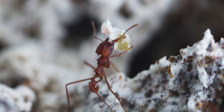 Invasão de formigas-de-fogo preocupa especialistas no país