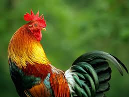 Tragédia na fronteira: bebê morre após ataque de galo