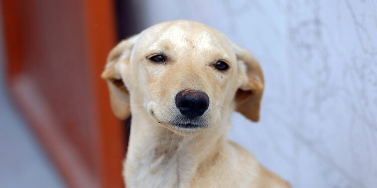 Lei define regras para a guarda compartilhada de pets