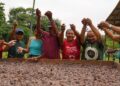 No Amazonas, associação de mulheres produz chocolate orgânico