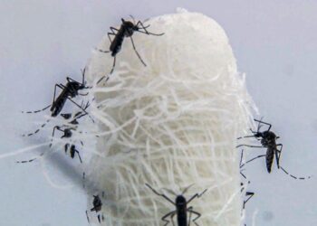 Opas diz que mudanças climáticas impulsionaram dengue nas Américas