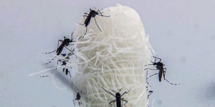 Opas diz que mudanças climáticas impulsionaram dengue nas Américas