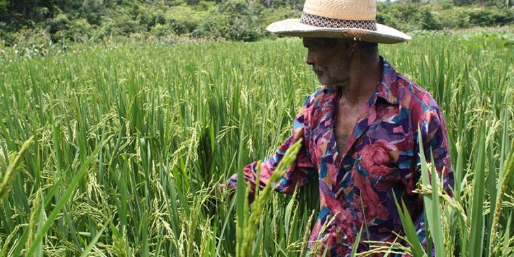 Projeto estabelece percentual de produtos da agricultura familiar em cestas básicas