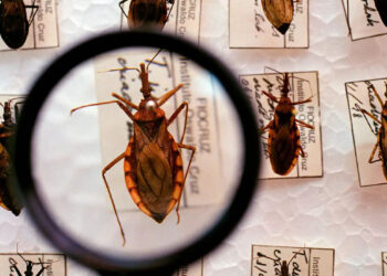 Saúde amplia combate à doença de Chagas com novo aporte milionário