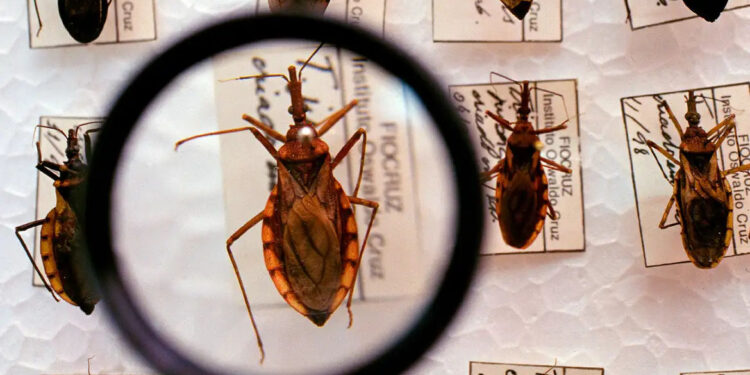 Saúde amplia combate à doença de Chagas com novo aporte milionário