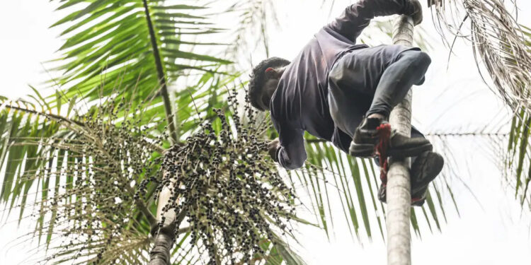 Governo investe R$ 132 milhões na regularização fundiária da Amazônia