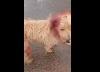 Cachorro mutilado e tutor é preso em flagrante no interior