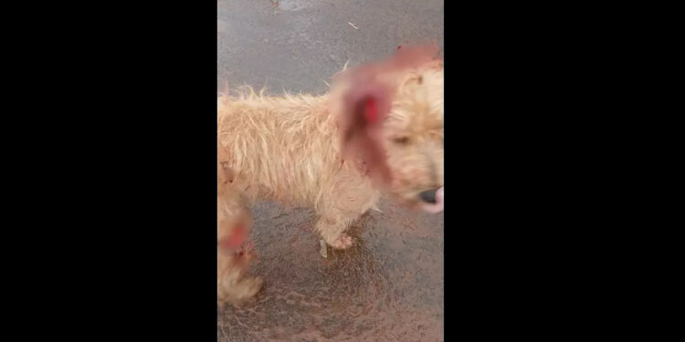 Cachorro mutilado e tutor é preso em flagrante no interior