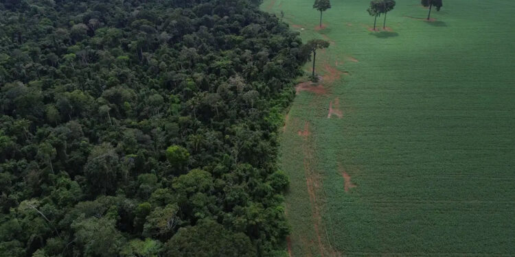 Brasil reduz perdas florestais em 2025 e influencia cenário global