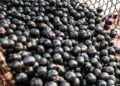 Símbolo paraense, açaí possui diversos benefícios à saúde